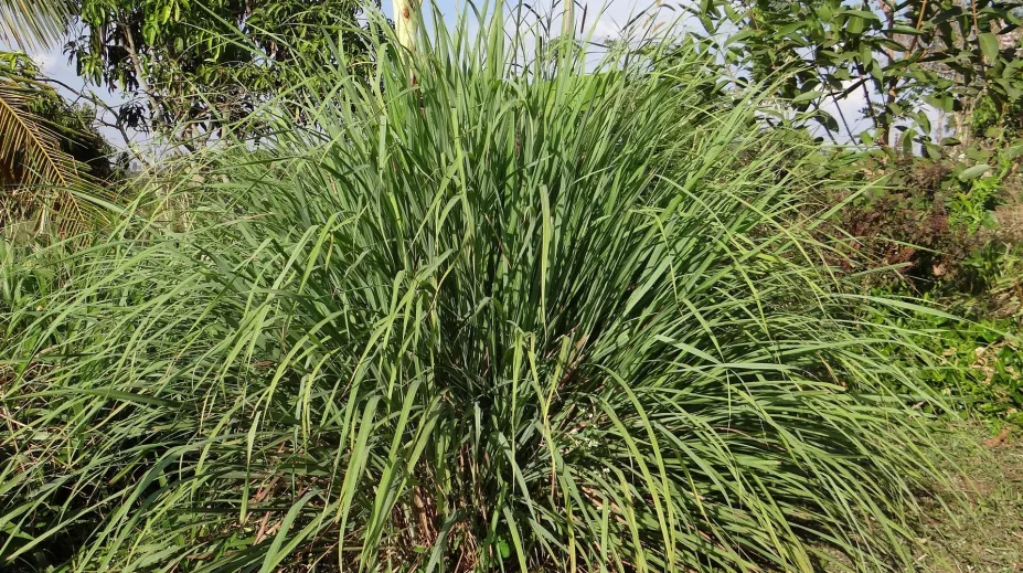 cymbopogon-g4d0c4dfbf_1920.jpg